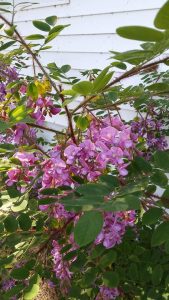 FB_IMG_1465875699103 | Walter Reeves: The Georgia Gardener