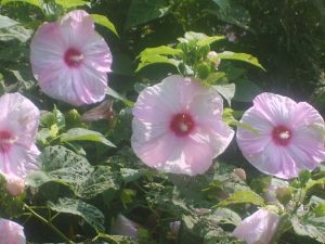 Flower-BIG-at-driveway-007 | Walter Reeves: The Georgia Gardener