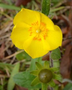 Flower01A | Walter Reeves: The Georgia Gardener