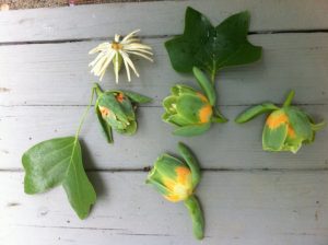 Found-in-Pasture-7550-1600x1194 | Walter Reeves: The Georgia Gardener