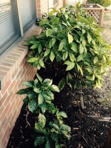FullSizeRender-2 | Walter Reeves: The Georgia Gardener