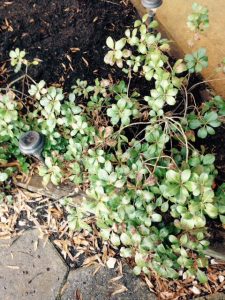 FullSizeRender | Walter Reeves: The Georgia Gardener