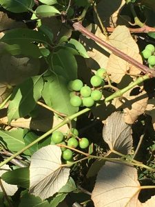 Grapelikevine | Walter Reeves: The Georgia Gardener