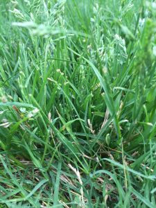 Grass-intruder | Walter Reeves: The Georgia Gardener