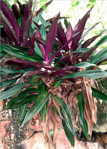 Graveyard-Plant | Walter Reeves: The Georgia Gardener
