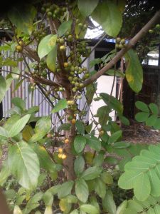 kr | Walter Reeves: The Georgia Gardener