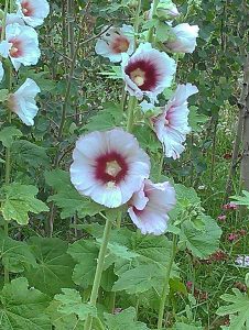 IMAG07902 | Walter Reeves: The Georgia Gardener