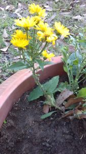 IMAG0912 | Walter Reeves: The Georgia Gardener