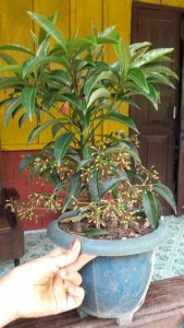 IMG-20160615-WA0001 | Walter Reeves: The Georgia Gardener