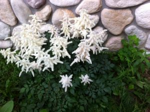 IMG9684 | Walter Reeves: The Georgia Gardener