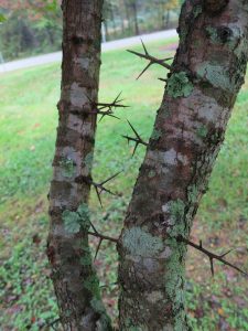 IMG_0269 | Walter Reeves: The Georgia Gardener