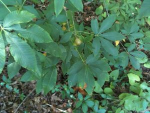 IMG_0327 | Walter Reeves: The Georgia Gardener