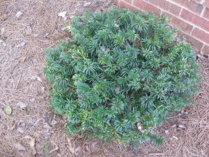 IMG_0374 | Walter Reeves: The Georgia Gardener