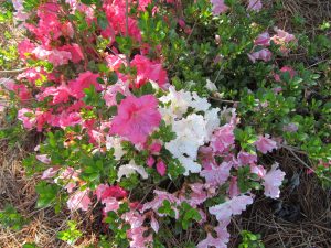IMG_0375 | Walter Reeves: The Georgia Gardener