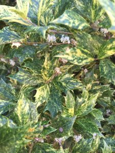 IMG_0569 | Walter Reeves: The Georgia Gardener