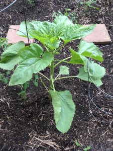 IMG_0624 | Walter Reeves: The Georgia Gardener