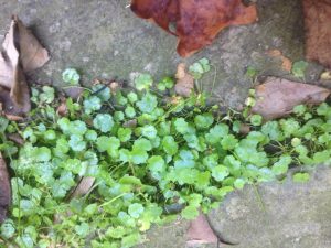 IMG_0712 | Walter Reeves: The Georgia Gardener