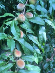 IMG_0775 | Walter Reeves: The Georgia Gardener