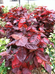 IMG_0796 | Walter Reeves: The Georgia Gardener