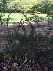 IMG_0843-1 | Walter Reeves: The Georgia Gardener