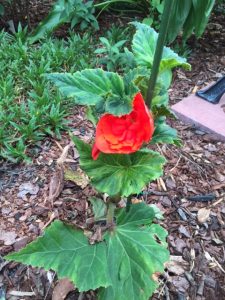 IMG_0928 | Walter Reeves: The Georgia Gardener