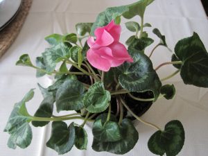 IMG_1030 | Walter Reeves: The Georgia Gardener