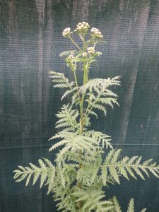 IMG_1030 | Walter Reeves: The Georgia Gardener