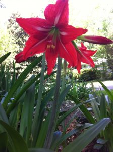 IMG_1667 | Walter Reeves: The Georgia Gardener