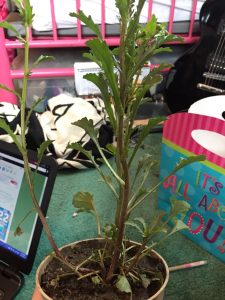 IMG_1772 | Walter Reeves: The Georgia Gardener