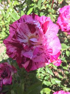 IMG_1862 | Walter Reeves: The Georgia Gardener