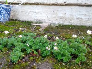 IMG_20140309_092645 | Walter Reeves: The Georgia Gardener