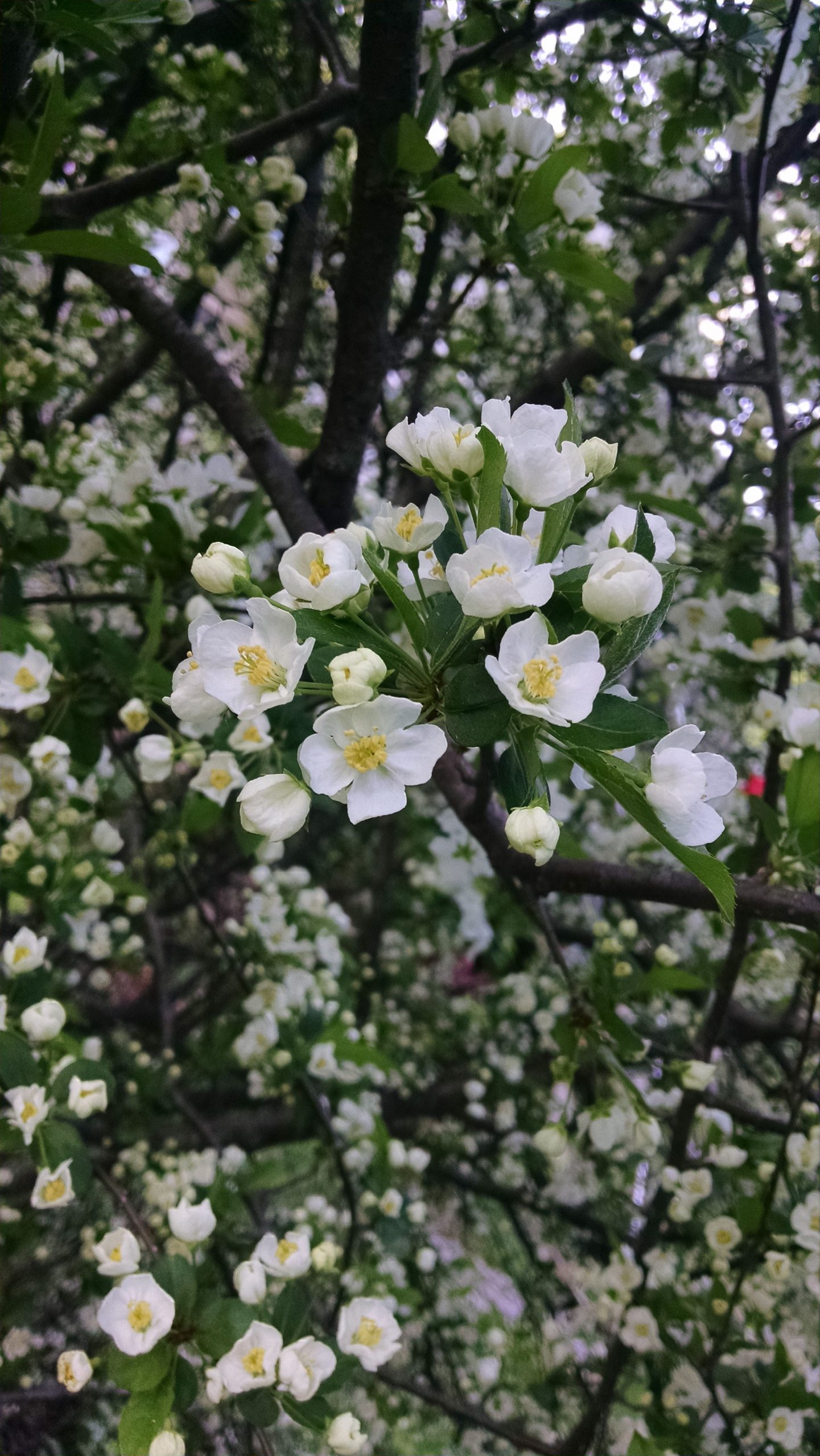 Sweet smelling small white flowers Walter Reeves The Gardener