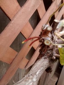 IMG_20150706_163814111 | Walter Reeves: The Georgia Gardener