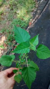 IMG_20150808_170920521 | Walter Reeves: The Georgia Gardener