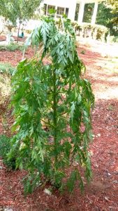 IMG_20150825_093933 | Walter Reeves: The Georgia Gardener