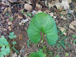 IMG_20160512_102219 | Walter Reeves: The Georgia Gardener