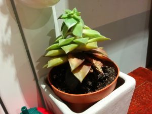 IMG_20160513_210947 | Walter Reeves: The Georgia Gardener