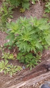 IMG_20160517_114103582 | Walter Reeves: The Georgia Gardener