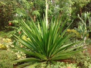 IMG_20160518_080336493 | Walter Reeves: The Georgia Gardener