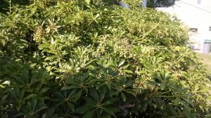 IMG_20160619_162632705 | Walter Reeves: The Georgia Gardener