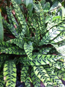 IMG_21551 | Walter Reeves: The Georgia Gardener