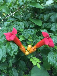 IMG_2162 | Walter Reeves: The Georgia Gardener