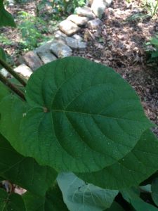 IMG_2571 | Walter Reeves: The Georgia Gardener