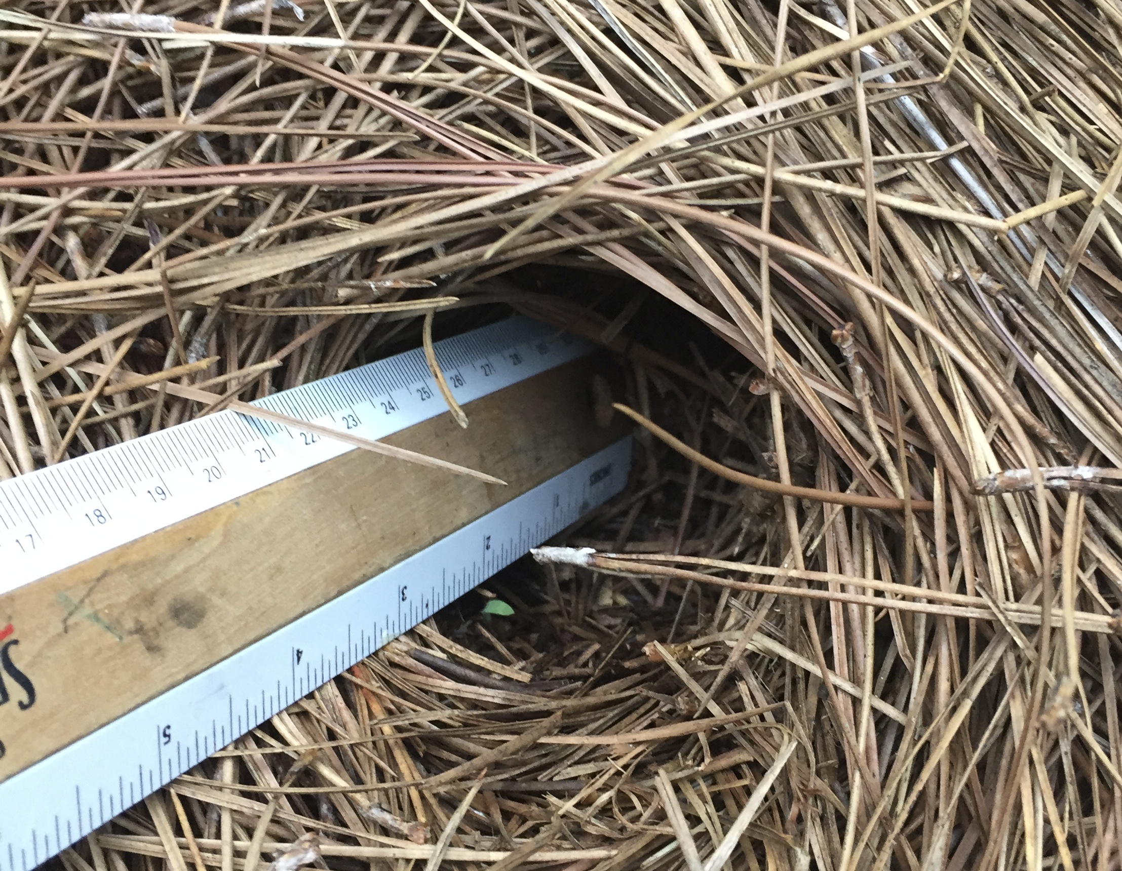 Holes in pine straw and dirt Walter Reeves The Gardener