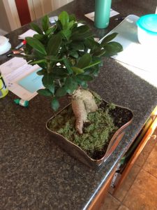 IMG_3342 | Walter Reeves: The Georgia Gardener