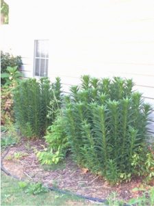 IMG_3748-480x639 | Walter Reeves: The Georgia Gardener