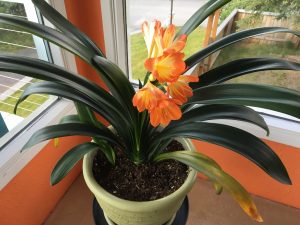 IMG_3763 | Walter Reeves: The Georgia Gardener