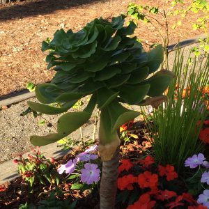 IMG_3794 | Walter Reeves: The Georgia Gardener