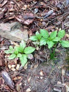 IMG_4299 | Walter Reeves: The Georgia Gardener