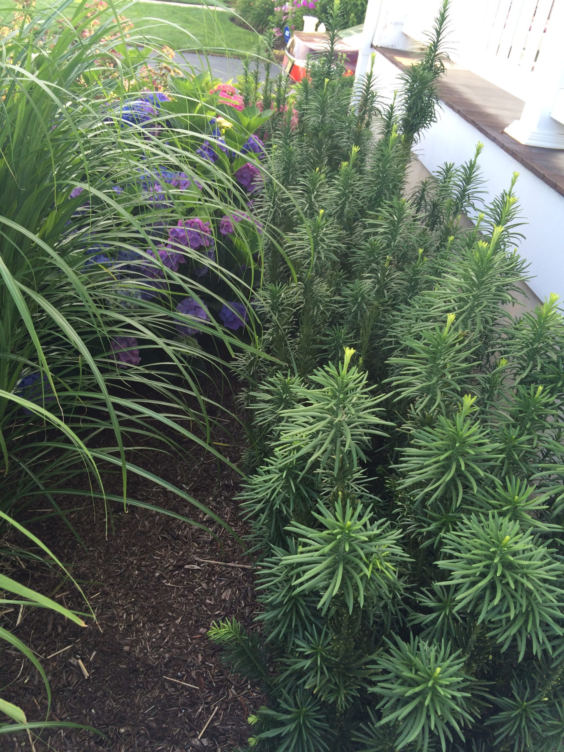 What is this dark green upright spikey plant Walter Reeves The Gardener